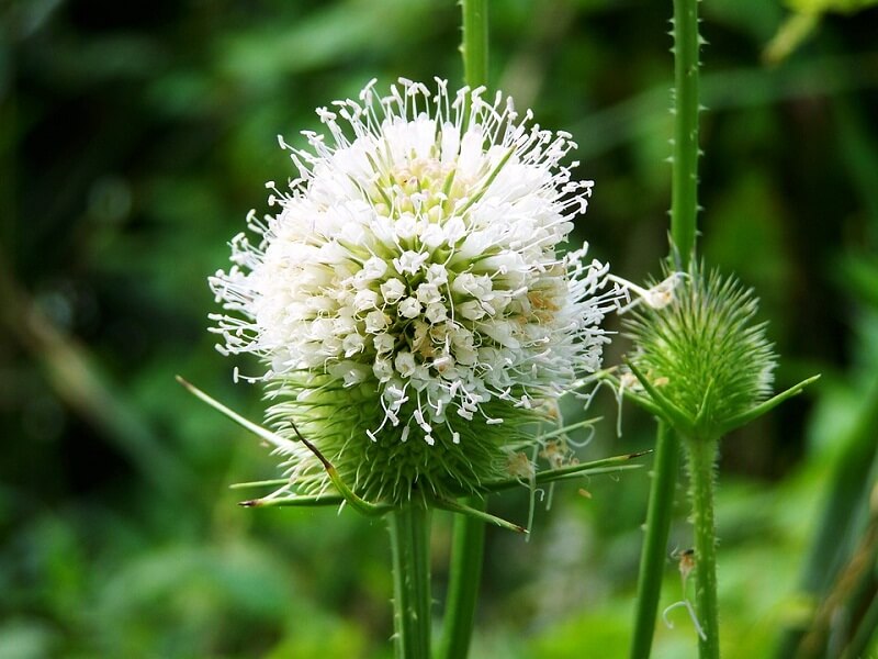 learn much more about milk thistle tea