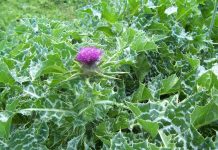 learn much more about milk thistle tea