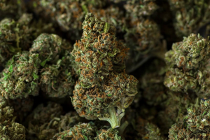 Latest Products Of Cannabis