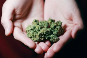 cbd flower online